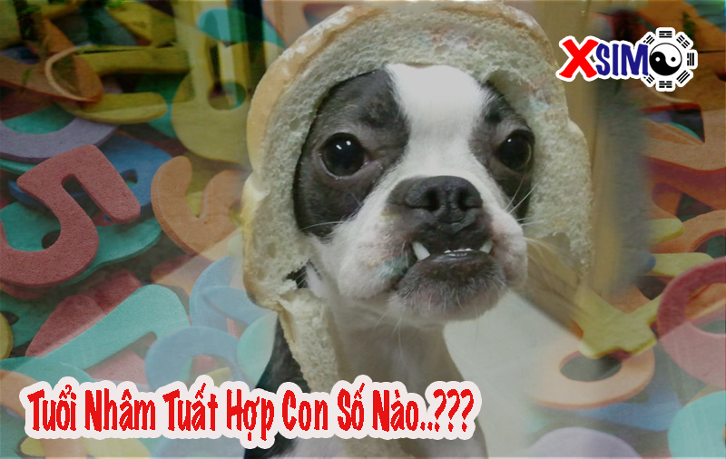 Sinh năm Nhâm Tuất 1982 hợp với con số nào..??